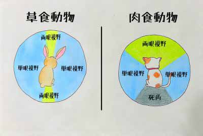 ウサギの視野と視力 メゾンde東海の住人 東海光学株式会社